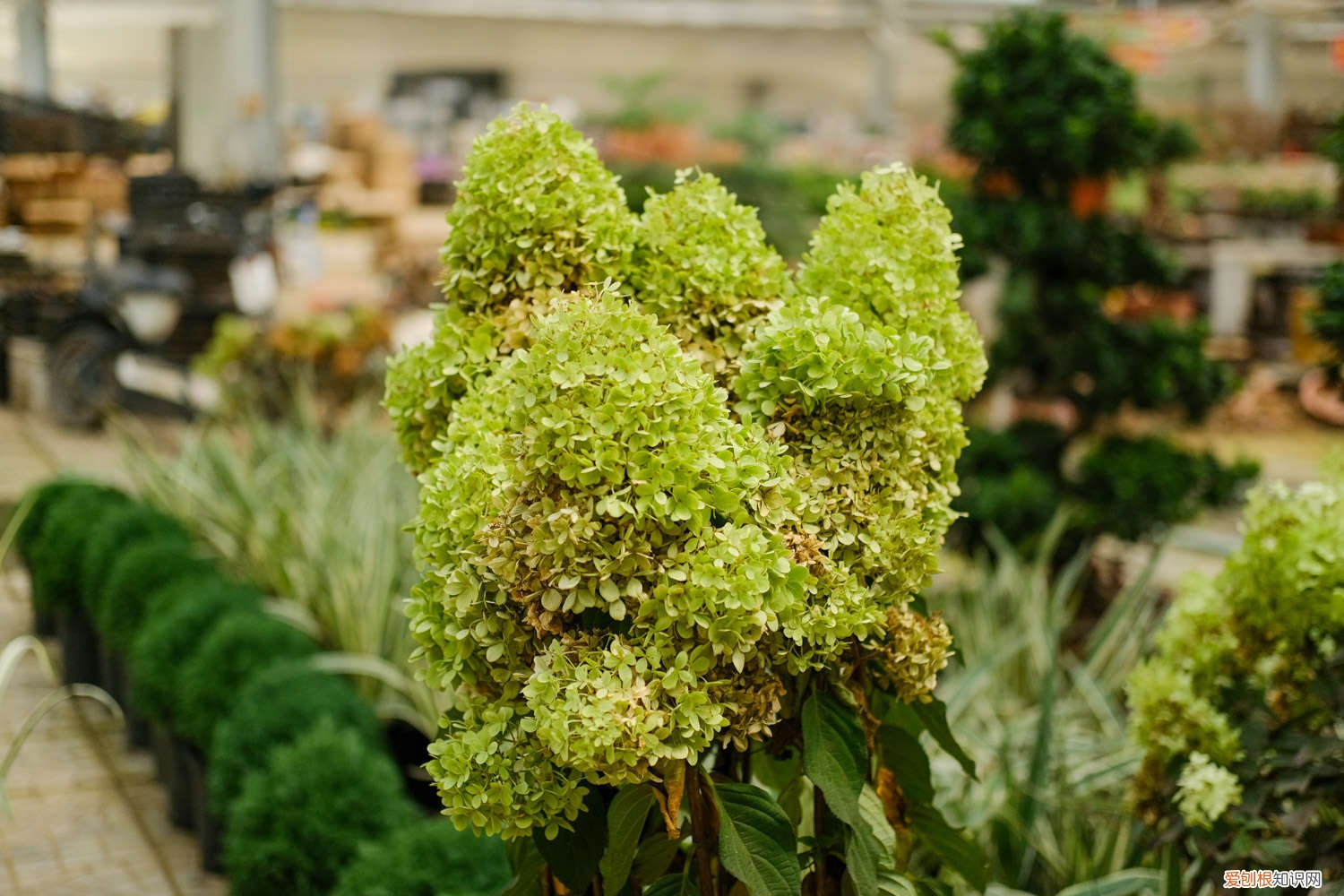 绣球花怎么水培生根 视频 绣球花怎么水培生根