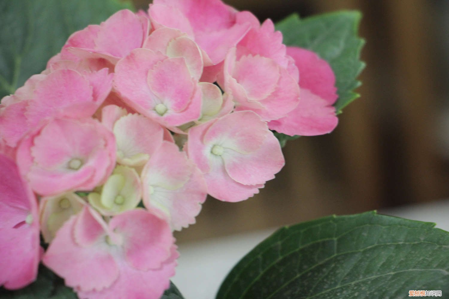 绣球花怎么水培生根 视频 绣球花怎么水培生根