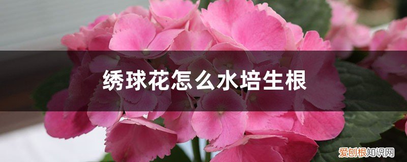 绣球花怎么水培生根 视频 绣球花怎么水培生根
