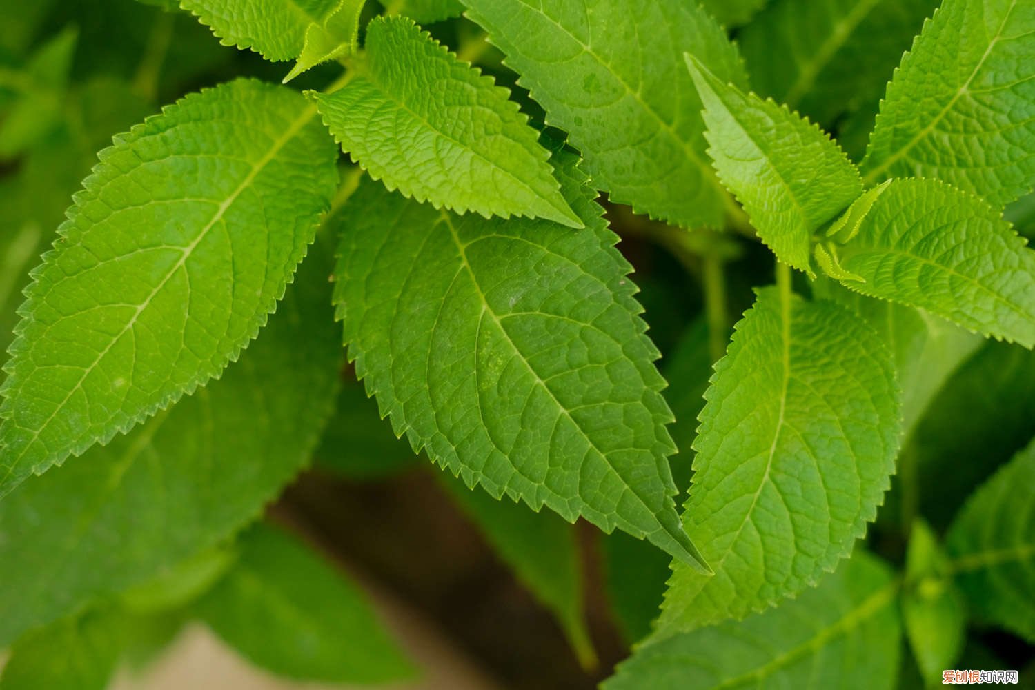 绣球花怎么水培生根 视频 绣球花怎么水培生根