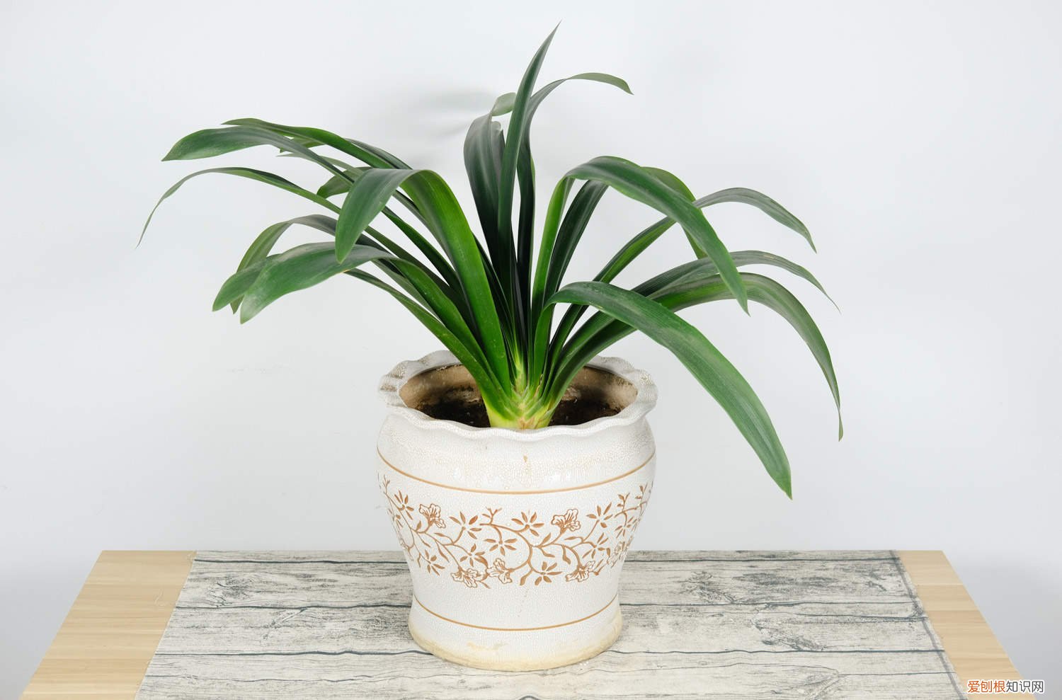 君子兰种子何时种植 君子兰种子的种植时间