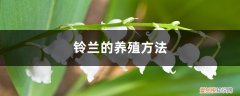 盆栽铃兰的养殖方法 铃兰的养殖方法