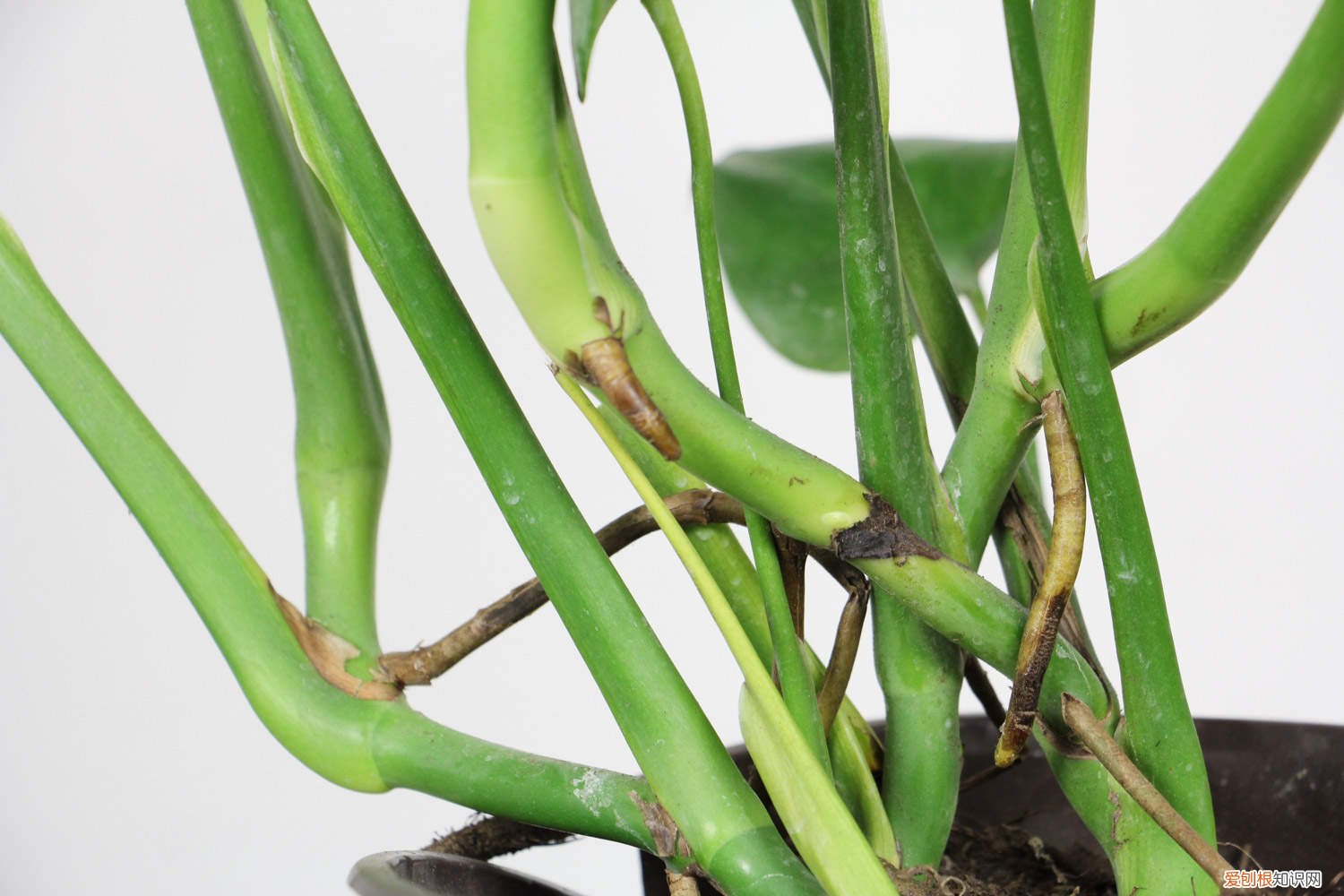 龟背竹繁殖的小技巧 龟背竹的繁殖方法图解