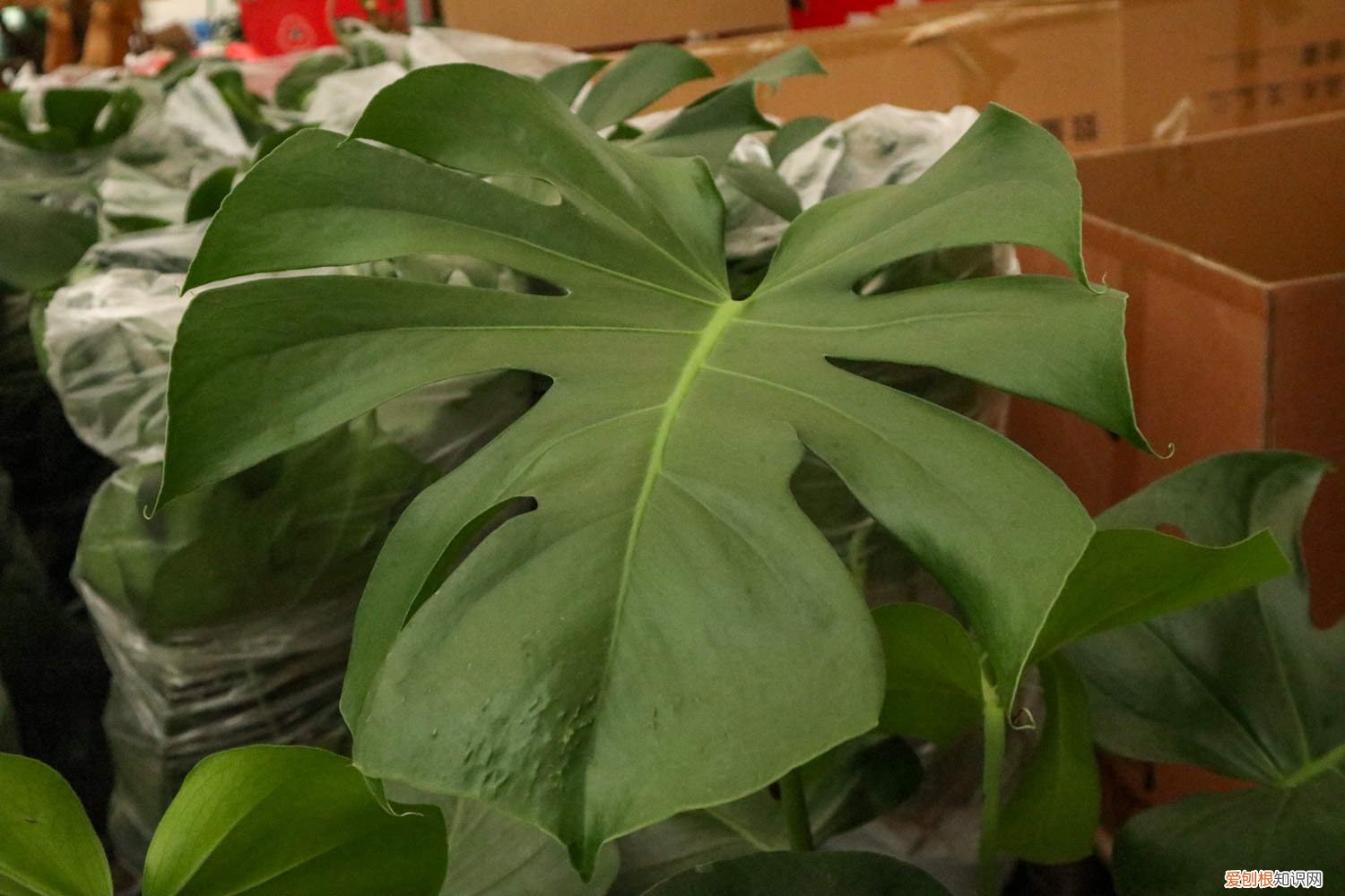 龟背竹繁殖的小技巧 龟背竹的繁殖方法图解