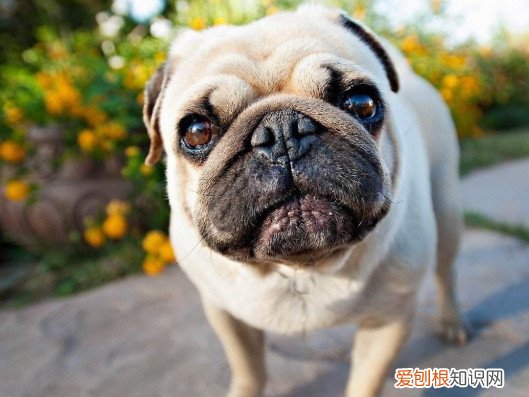 巴哥犬为什么不会叫 巴哥犬不会叫的原因