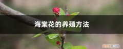 红叶海棠花的养殖方法 海棠花的养殖方法