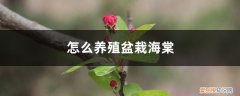 海棠盆栽怎么种植方法 怎么养殖盆栽海棠