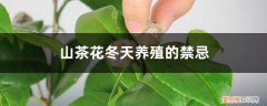 山茶花可以过冬吗 山茶花冬天养殖的禁忌