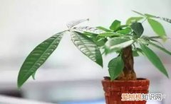 养花养植物，30种常见花卉养护大全，够用一辈子！