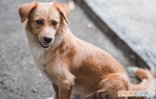 每个狗都有狂犬病毒吗 每个狗都会有狂犬病毒吗