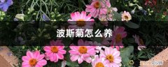 波斯菊怎么养开花多 波斯菊怎么养