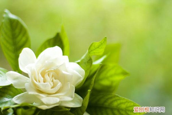 花卉怎样才能绿油油 这“4种”花养家里，一年到头“绿油油”，浇点水就能长满盆！