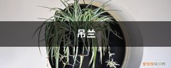 吊兰开花用什么肥 牛人养“吊兰”从不买花肥，这几种水用上，枝芽窜满盆！