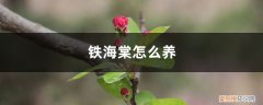 铁海棠怎么养才能长枝干 铁海棠怎么养