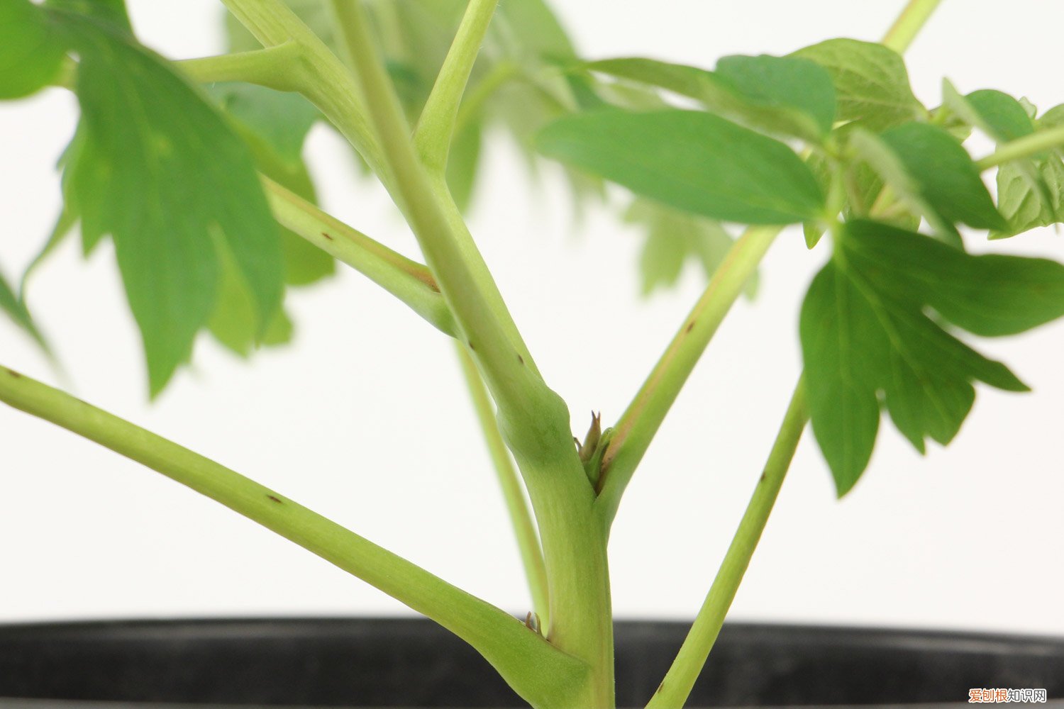 牡丹种植的时间 牡丹种植方法和时间