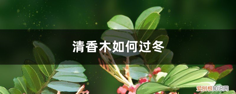 清香木如何过冬保存 清香木如何过冬