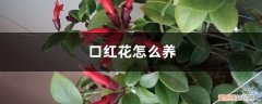 口红花怎么养?口红花的养殖方法和注意事项 口红花怎么养