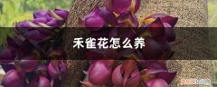 禾雀花的养殖方法介绍 禾雀花怎么养