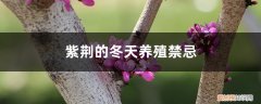 紫荆的冬天养殖禁忌是什么 紫荆的冬天养殖禁忌