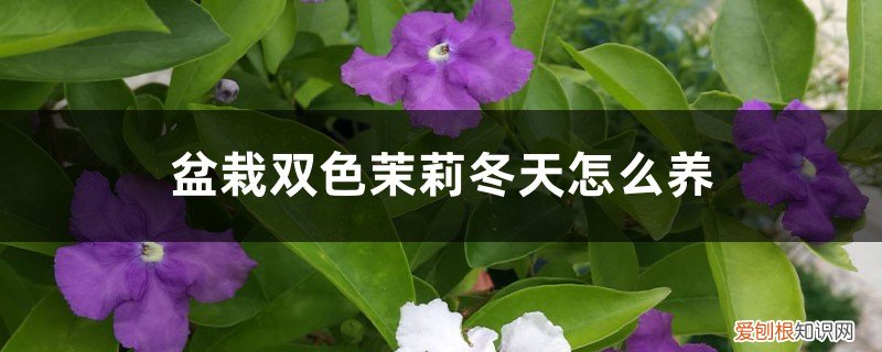 双色茉莉冬季怎么养 盆栽双色茉莉冬天怎么养