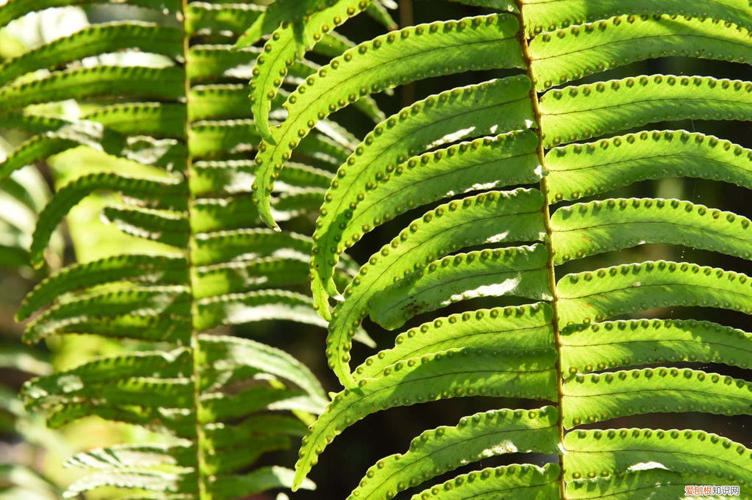 蕨类植物冬天怎么养 蕨类植物夏天怎么养