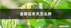 盆栽金银花冬天能在室内养吗 金银花冬天怎么养