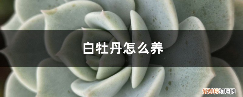 白牡丹的养殖方法和注意事项 白牡丹怎么养