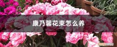 康乃馨花束怎么养好 康乃馨花束怎么养