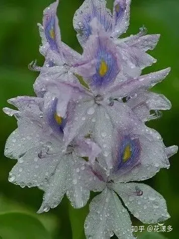 鲜花养护指南，爱花必收藏！常见鲜花的养护方法，轻松延长花期