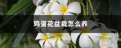 鸡蛋花怎么栽种 鸡蛋花盆栽怎么养