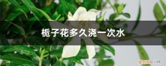 栀子花多久浇一次水多久施一次肥 栀子花多久浇一次水