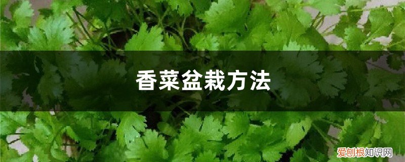 盆栽香菜种植方法全图解 香菜盆栽方法