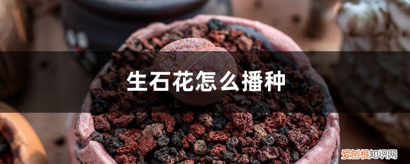 生石花怎么播种种子 生石花怎么播种