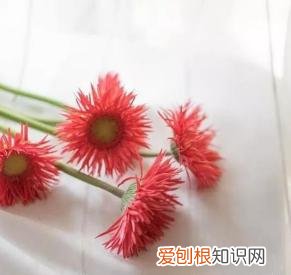 如何进行花材的处理和保鲜，常用花材养护方法，你都知道吗