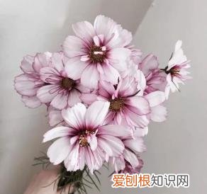 如何进行花材的处理和保鲜，常用花材养护方法，你都知道吗