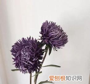 如何进行花材的处理和保鲜，常用花材养护方法，你都知道吗