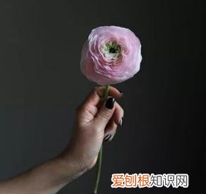 如何进行花材的处理和保鲜，常用花材养护方法，你都知道吗