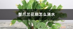 蟹爪兰花期浇水花蕾掉光了咋办 蟹爪兰花期怎么浇水