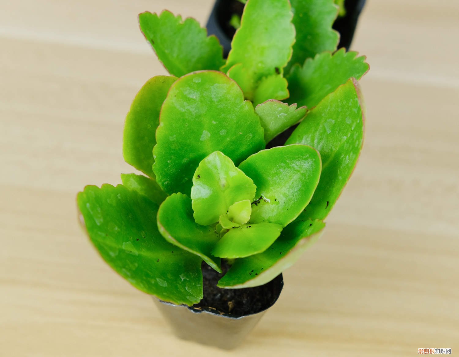 长寿花冬季如何养 家养长寿花怎么过冬