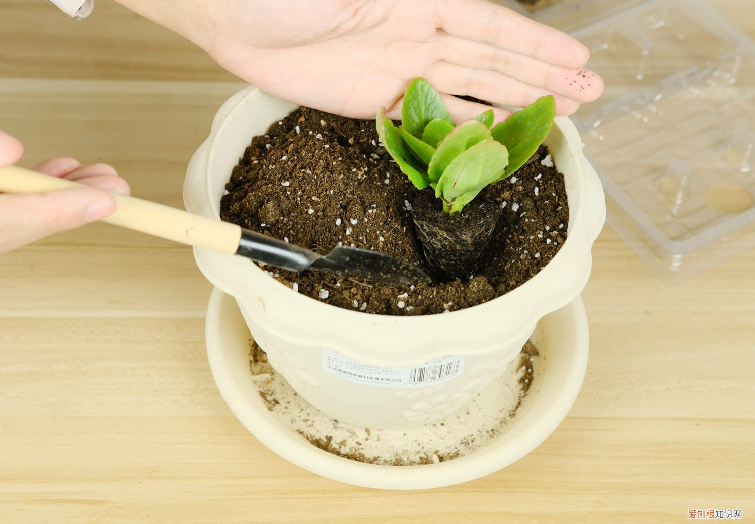 长寿花冬季如何养 家养长寿花怎么过冬