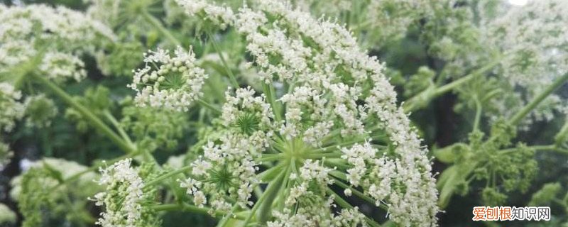 怎样种植白芷视频教程 怎样种植白芷