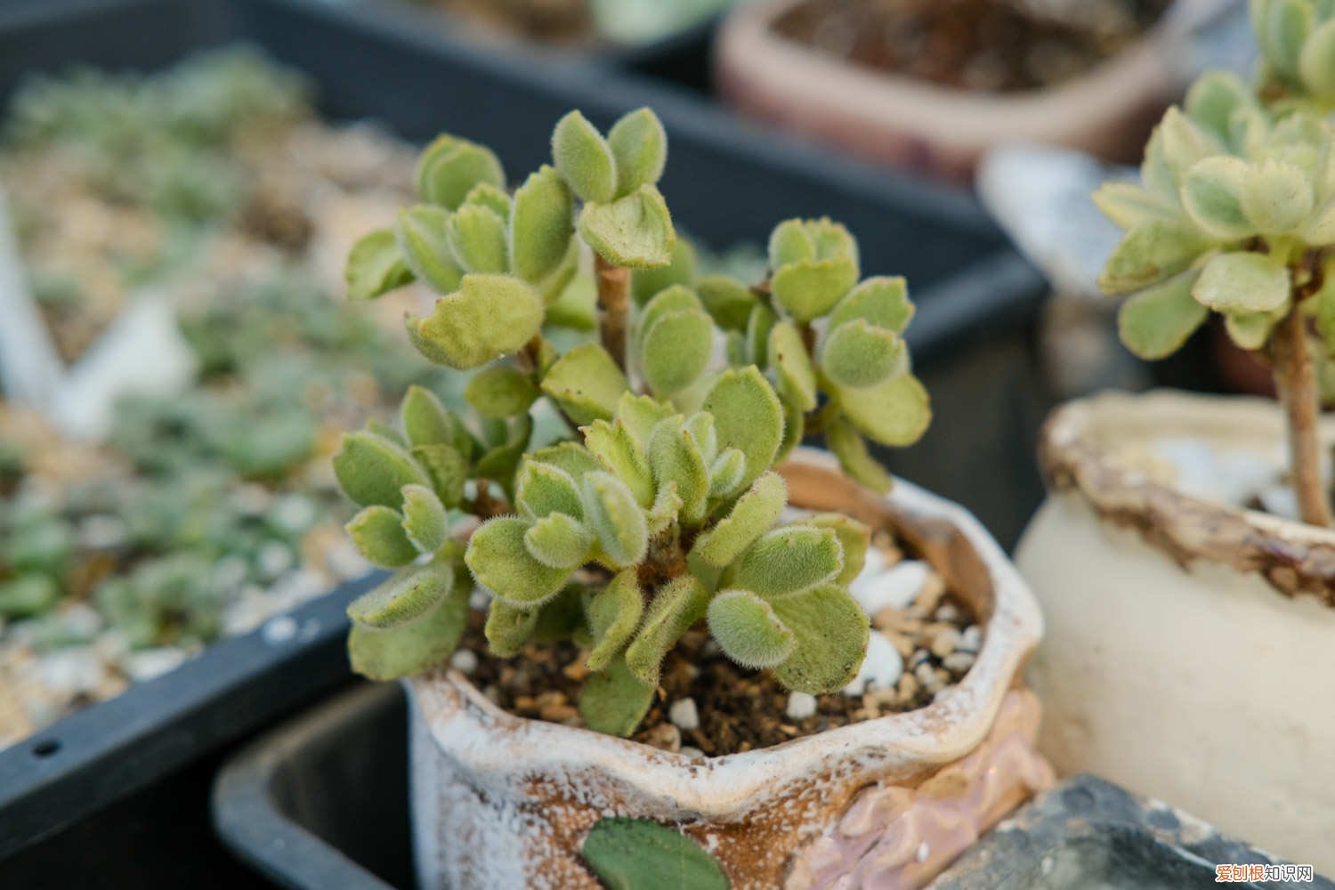 熊童子冬季怎么养护 熊童子冬天怎么养