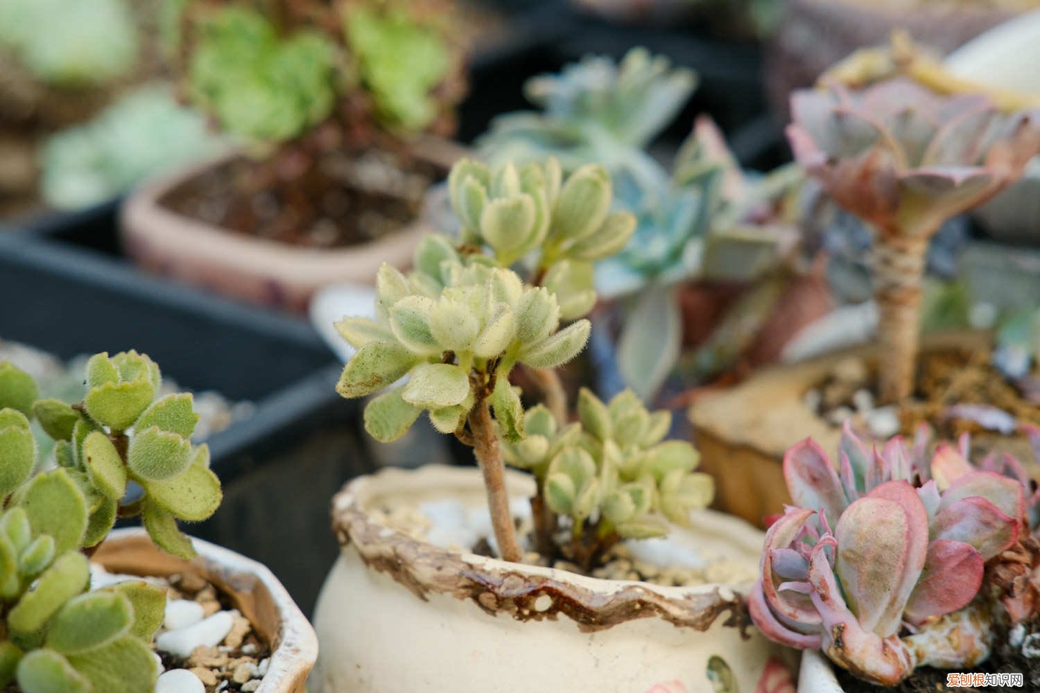 熊童子冬季怎么养护 熊童子冬天怎么养