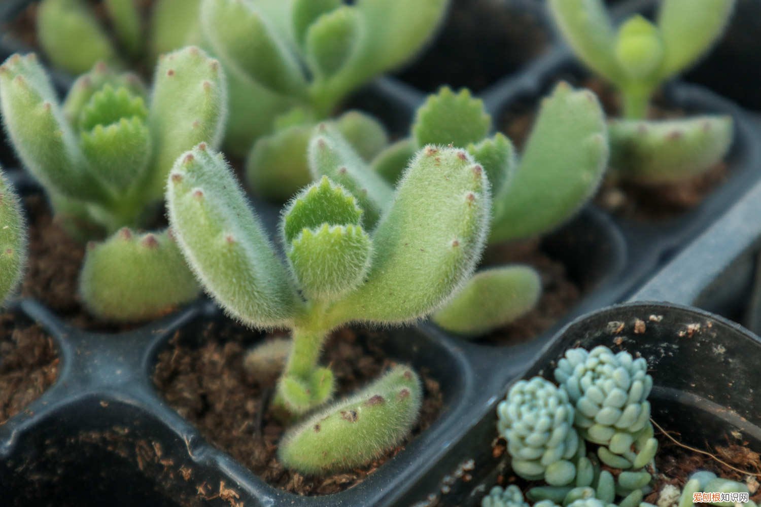 熊童子冬季怎么养护 熊童子冬天怎么养