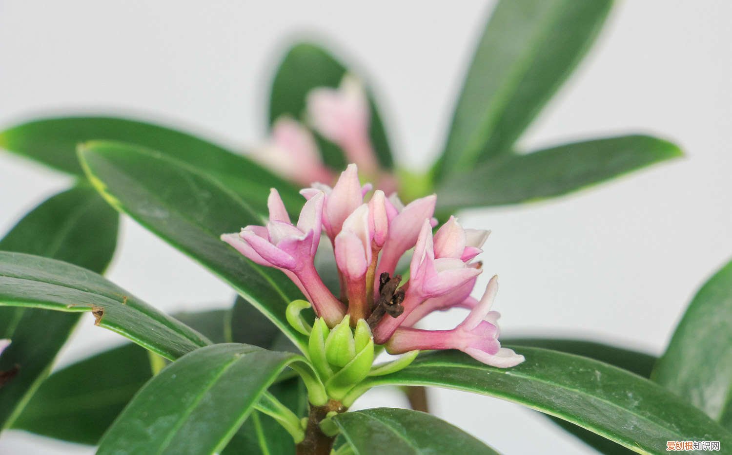 冬季金边瑞香怎么养 金边瑞香夏季怎么养