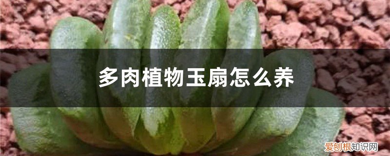 青玉扇多肉养殖方法 多肉植物玉扇怎么养