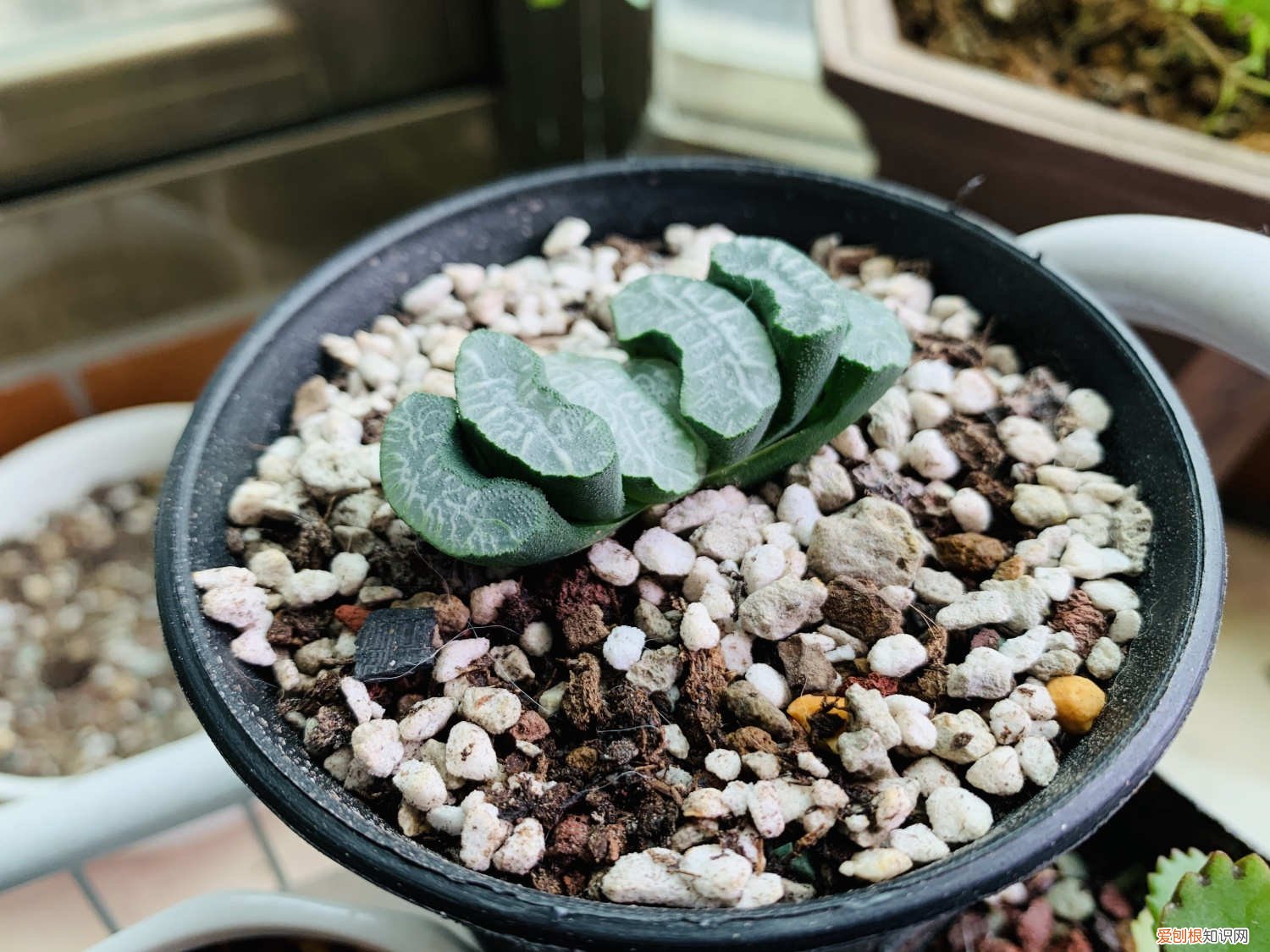 青玉扇多肉养殖方法 多肉植物玉扇怎么养