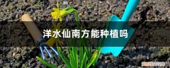 洋水仙如何种植 洋水仙南方能种植吗，怎么种植