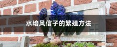 水培风信子怎么种植方法图解 水培风信子的繁殖方法图解