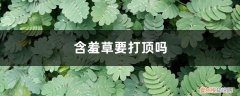 含羞草如何修剪花枝 含羞草要打顶吗，怎么修剪